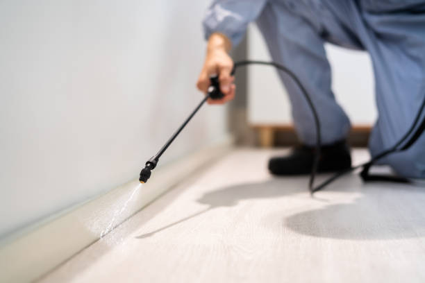 Licensed Pest Control service in Treasure Island, FL - Show Me Pest Control