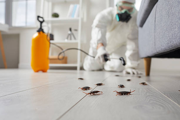 Commercial Kitchen Cockroach Control in Treasure Island